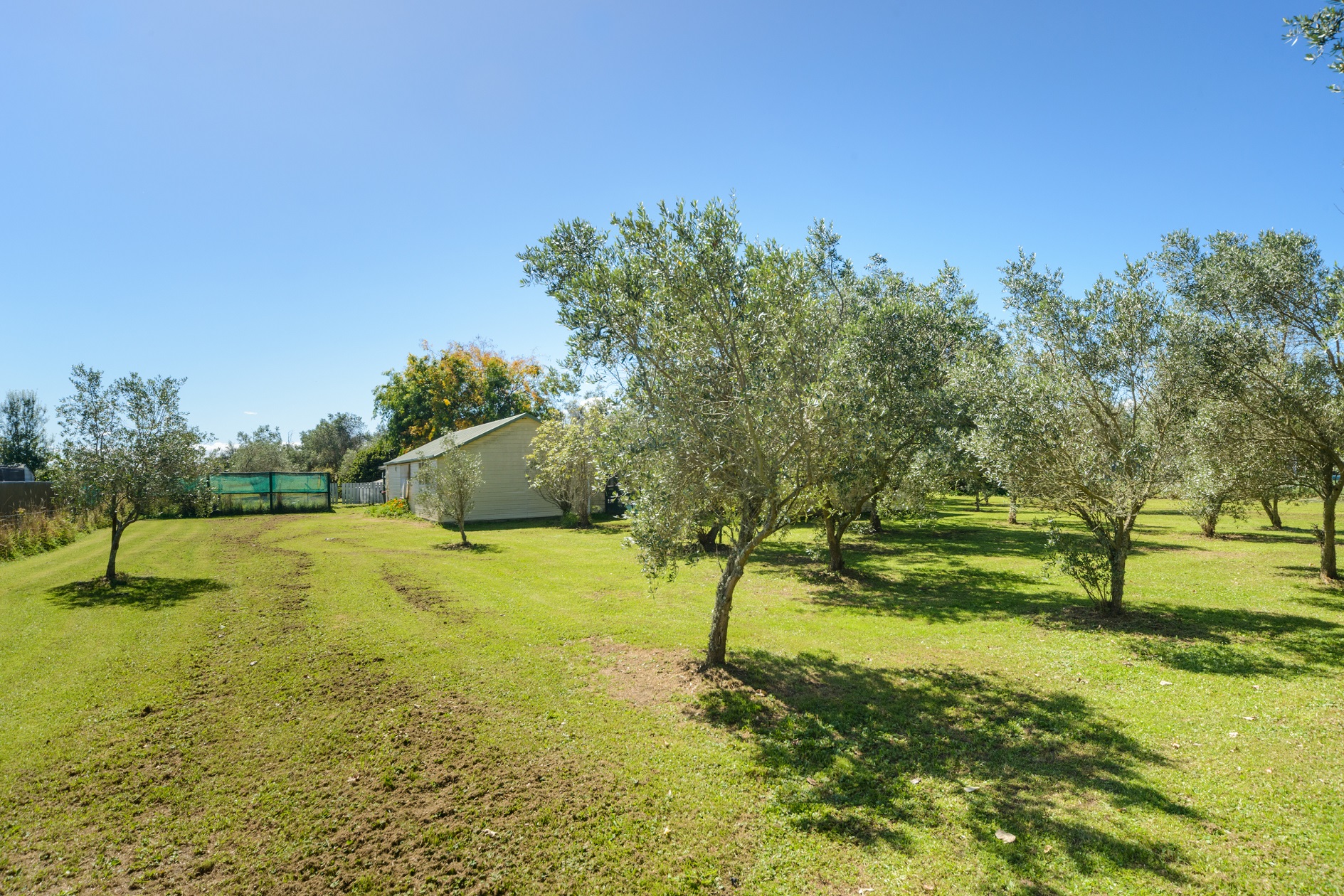 Property Picture: Live among the Olives