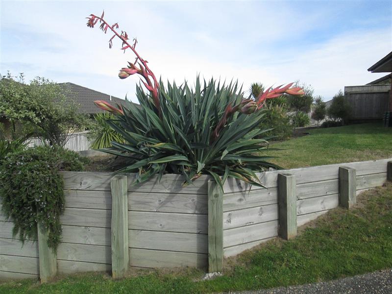 Paraparaumu - 4 Bedrooms